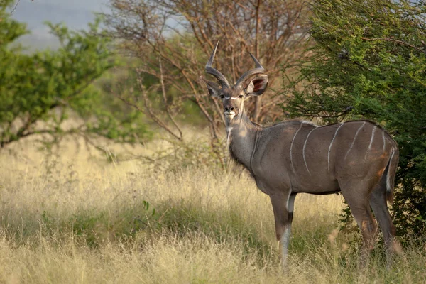 Subadulto Grande Kudu Tragelaphus Strepsiceros Província Noroeste África Sul — Fotografia de Stock