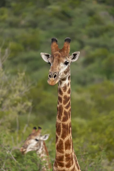 Südafrikanische Giraffe Oder Kapgiraffe Giraffa Camelopardalis Giraffa Nordwestprovinz Südafrika — Stockfoto