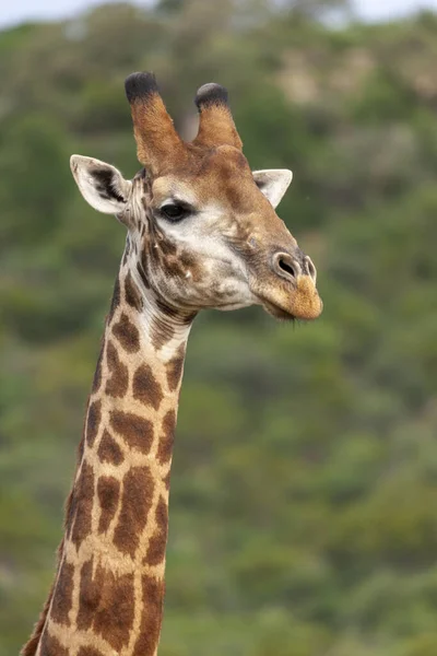 Żyrafa Południowoafrykańska Lub Żyrafa Przylądka Żyrafa Camelopardalis Żyrafa Północno Zachodnia — Zdjęcie stockowe