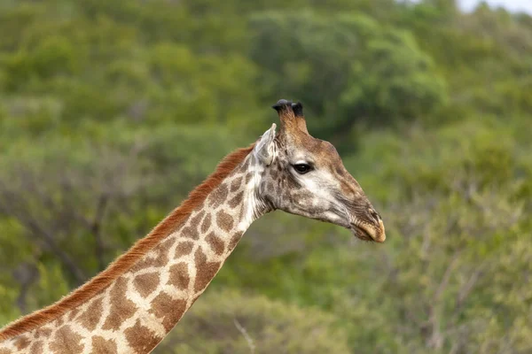 Südafrikanische Giraffe Oder Kapgiraffe Giraffa Camelopardalis Giraffa Nordwestprovinz Südafrika — Stockfoto