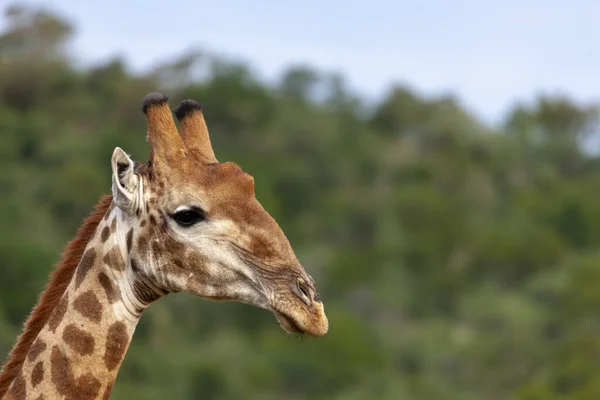 Южноафриканский Жираф Giraffa Camelopardalis Giraffa Северо Западная Провинция Южная Африка — стоковое фото