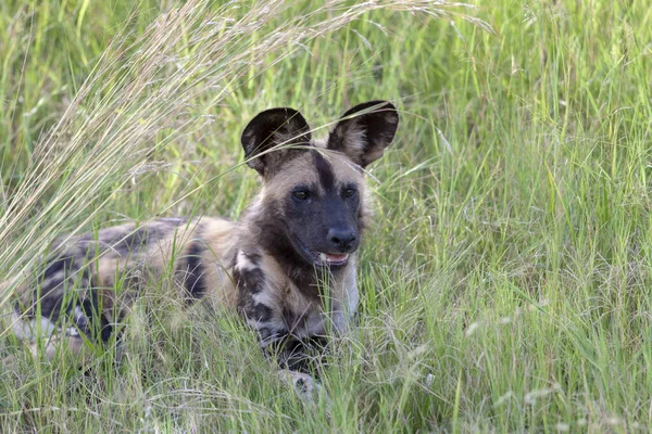 Africký Divoký Pes Lycaon Pictus Také Znám Jako Malovaný Vlk — Stock fotografie
