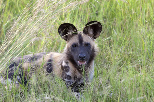 Africký Divoký Pes Lycaon Pictus Také Znám Jako Malovaný Vlk — Stock fotografie