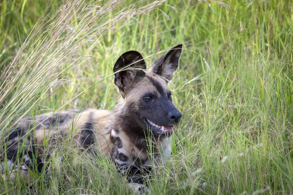 Africký Divoký Pes Lycaon Pictus Také Znám Jako Malovaný Vlk — Stock fotografie