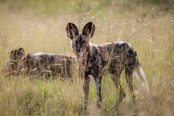 Africký Divoký Pes Lycaon Pictus Také Znám Jako Malovaný Vlk — Stock fotografie