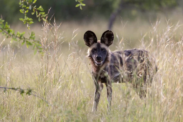 Africký Divoký Pes Lycaon Pictus Také Znám Jako Malovaný Vlk — Stock fotografie