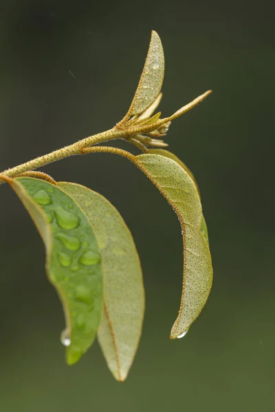 Water Drops Foliage North West Province South Africa — Stock Photo, Image