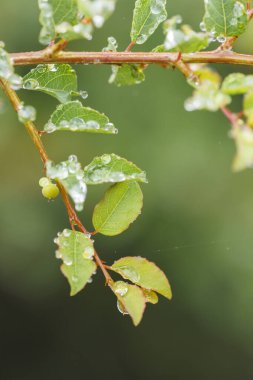 Su yapraklara damlıyor. Kuzey Batı Eyaleti. Güney Afrika