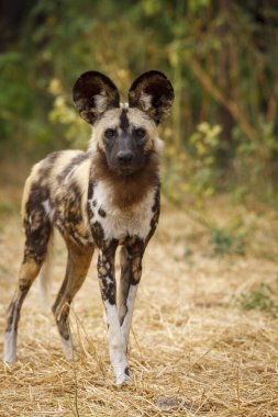 Afrikalı vahşi köpek (Lycaon pictus), diğer adıyla boyanmış kurt, Afrika av köpeği, Pelerin Avcısı Köpek veya Afrika boyalı köpek..