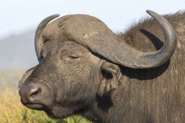 Afrika bufalosu veya Cape Buffalo (Syncerus caffer). KwaZulu Natal. Güney Afrika