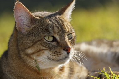 Afrika Vahşi Kedisi (Felis Silvestris lybica). KwaZulu Natal. Güney Afrika