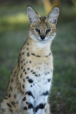 Serval (Leptailurus serval). KwaZulu Natal. Güney Afrika