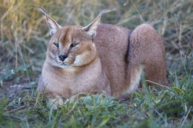 Karakter (Caracal Caracal). KwaZulu Natal. Güney Afrika