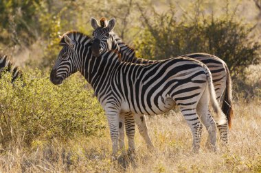 Plains zebra (Equus quagga, prev. Equus burchellii), diğer adıyla zebra, Burchell 'in zebrası veya quagga. Kwazulu Natal. Güney Afrika