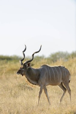 Daha büyük kudu (Tragelaphus strepsiceros). Limpopo Eyaleti. Güney Afrika