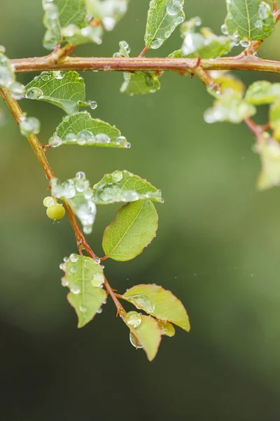 Water Drops Foliage North West Province South Africa — Stock Photo, Image