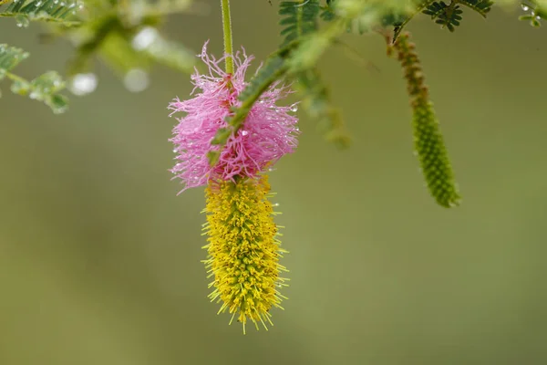 Su yapraklara damlıyor. Sicklebush, Bell mimoza, Çin fener ağacı veya Kalahari Noel ağacı (Dichrostachys cinerea) çiçeği. Kuzey Batı Eyaleti. Güney Afrika