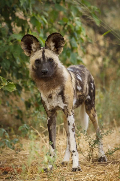 Africký Divoký Pes Lycaon Pictus Také Znám Jako Malovaný Vlk — Stock fotografie