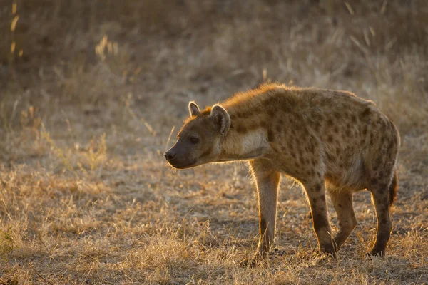 Spatřena Hyena Nebo Hyena Smíchu Crocuta Crocuta Botswana — Stock fotografie