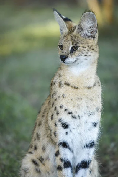 Сервал Leptailurus Serval Квазулу Наталь Южная Африка — стоковое фото