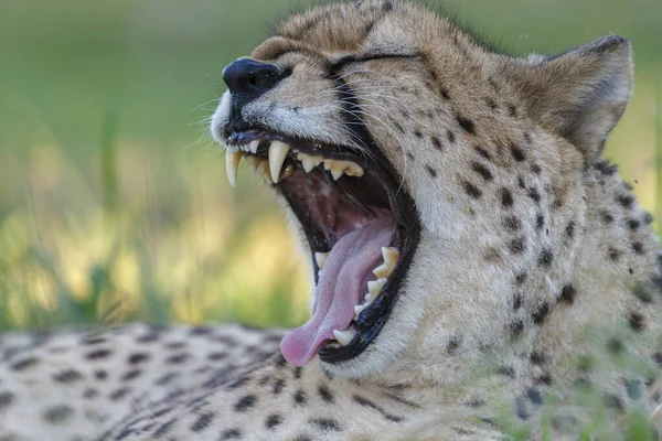 Gepárd Acinonyx Jubatus Ásítozik Kwazulu Natal Dél Afrika — Stock Fotó