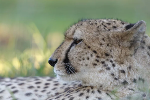 Cheetah Acinonyx Jubatus クワズールー ナタール 南アフリカ — ストック写真