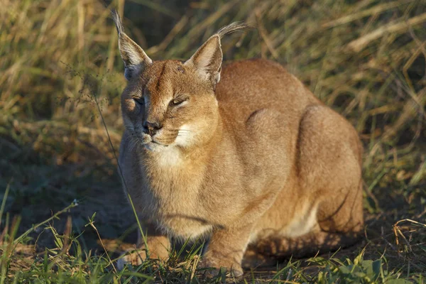 卡拉卡尔 Caracal Caracal 夸祖鲁 纳塔尔页 — 图库照片