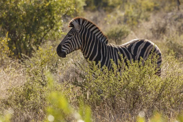 Zebra Das Planícies Equus Quagga Prev Equus Burchellii Também Conhecida — Fotografia de Stock