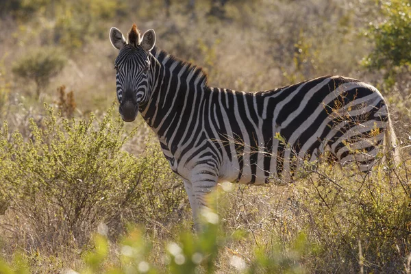 Plains Zebra Equus Quagga Prev Equus Burchellii Diğer Adıyla Zebra — Stok fotoğraf