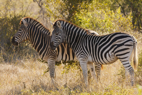 Plains zebra (Equus quagga, prev. Equus burchellii), aka common zebra, Burchell's zebra or quagga. KwaZulu Natal. South Africa