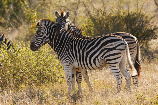 Plains zebra (Equus quagga, prev. Equus burchellii), aka common zebra, Burchell's zebra or quagga. KwaZulu Natal. South Africa