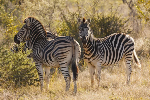 Vanlig Zebra Equus Quagga Prev Equus Burchellii Även Kallad Vanlig — Stockfoto