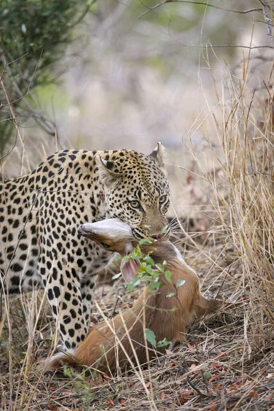 Leopard Panthera Pardus Steenbok Raphicerus Campestris Has Caught Mpumlanga South — Stock Photo, Image