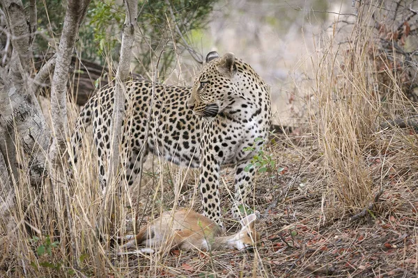 Леопард Panthera Pardus Стенбоком Raphicerus Campestris Которого Поймал Мпумланга Южная — стоковое фото