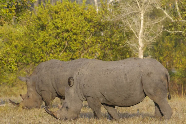 코뿔소 네모진 코뿔소 Ceratotherium Simum 림포포 남아프리카 공화국 — 스톡 사진