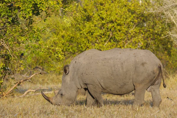 코뿔소 네모진 코뿔소 Ceratotherium Simum 림포포 남아프리카 공화국 — 스톡 사진