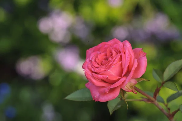 Roge bahçe çiçeği. Güney Afrika.