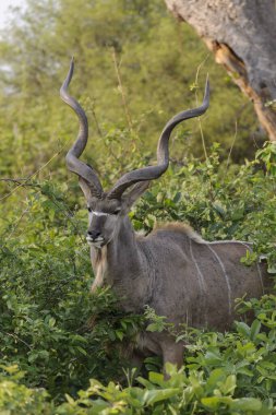 Daha büyük kudu (Tragelaphus strepsiceros). Botswana