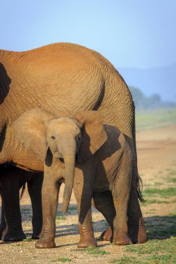 Afrika çalı fili (Loxodonta africana) diğer adıyla Afrika savanası fili veya Afrika fili yavrusu. Kuzey Batı Eyaleti. Güney Afrika