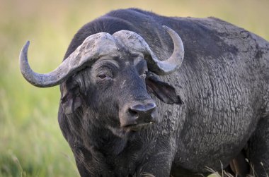 Afrika Bizonu (Syncerus caffer) portresi. KwaZulu Natal. Güney Afrika