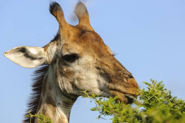 Güney Afrika zürafası veya Pelerin zürafası (zürafa camelopardalis zürafa) besleniyor. KwaZulu Natal. Güney Afrika