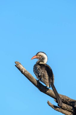 Güney kırmızı gagalı boynuz gagalı (Tockus rufirostris) bir dala tünemişti. Botswana