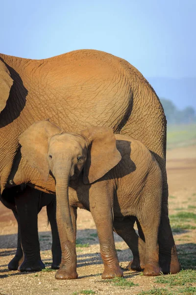 Elefante Arbusto Africano Loxodonta Africana También Conocido Como Elefante Sabano —  Fotos de Stock