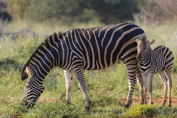 Zèbre Des Plaines Equus Quagga Préc Equus Burchellii Alias Zèbre — Photo