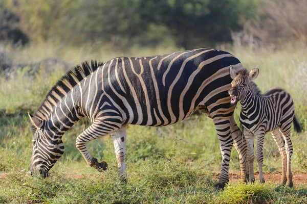 Vanlig Zebra Equus Quagga Prev Equus Burchellii Även Kallad Vanlig — Stockfoto