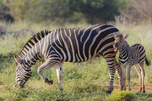 Plains zebra (Equus quagga, prev. Equus burchellii), aka common zebra, Burchell's zebra or quagga mare and foal. North West Province. South Africa