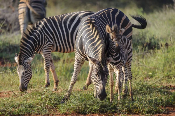 Plains Zebra Equus Quagga Prev Equus Burchellii Alias Gewone Zebra — Stockfoto