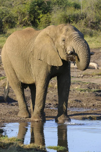 Elefante Arbusto Africano Loxodonta Africana También Conocido Como Elefante Sabano — Foto de Stock