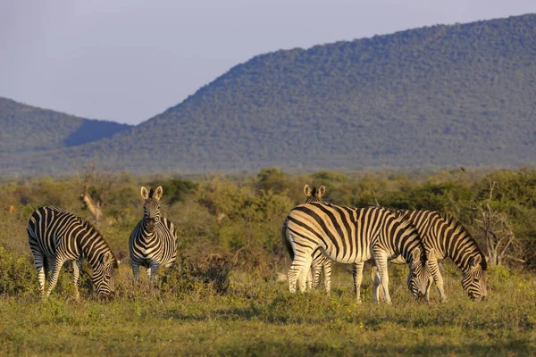 Plains zebra (Equus quagga, prev. Equus burchellii), diğer adıyla zebra, Burchell 'in zebrası veya quagga. Kuzey Batı Eyaleti. Güney Afrika