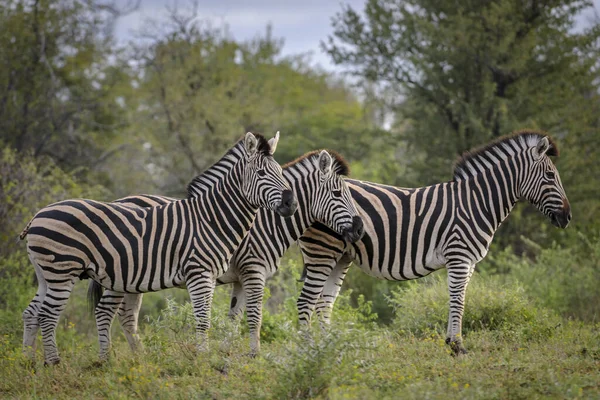 Vanlig Zebra Equus Quagga Prev Equus Burchellii Även Kallad Vanlig — Stockfoto